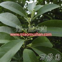 山蒼子