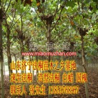 骨架法桐