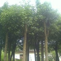 香樟樹(shù)