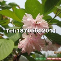 櫻花