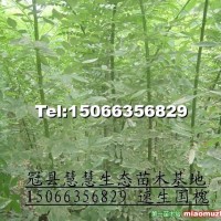 速生國槐