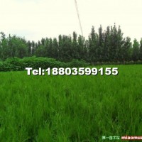 側(cè)柏