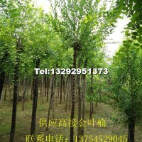 金葉榆