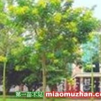黃槐