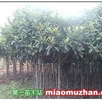 枇杷