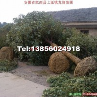 香樟樹