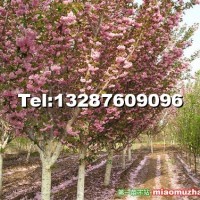 櫻花