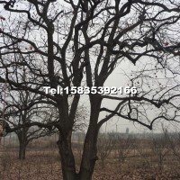 柿子樹