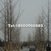 銀杏樹