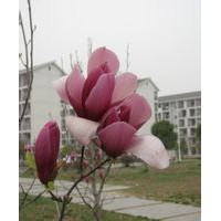 辛夷玉蘭