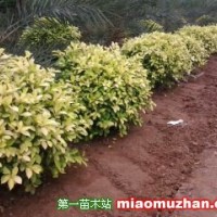 黃金榕