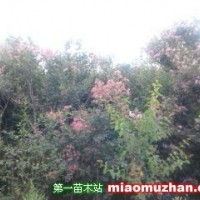 紫薇