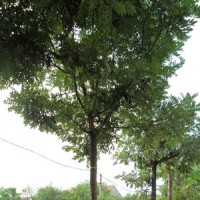 國槐
