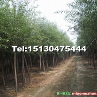 饅頭柳樹桿