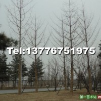 銀杏樹(shù)