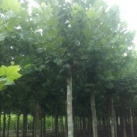速生法桐