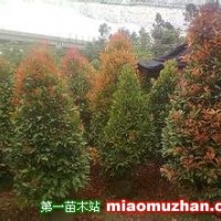 紅車