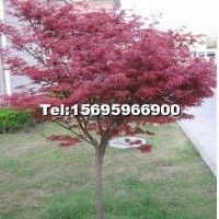 紅楓