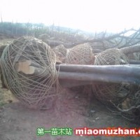 樸樹