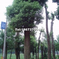 移栽香樟