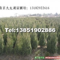 塔柏