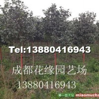 茶花
