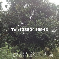 廣玉蘭