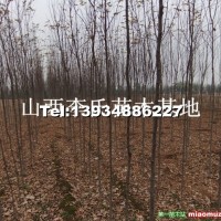 嫁接香花槐