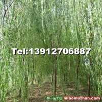 青皮垂柳