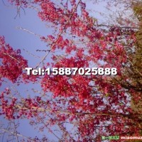 櫻花