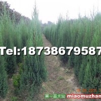 河南檜柏
