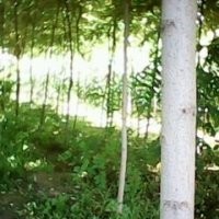 香花槐