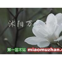 白玉蘭