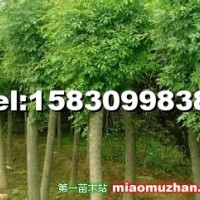 國槐