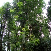 樸樹