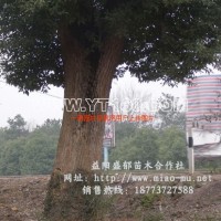 移栽香樟