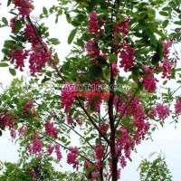 香花槐