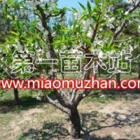 碧桃