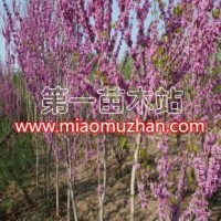叢生紫荊
