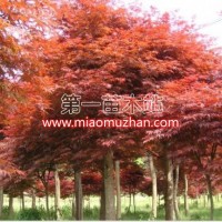 紅楓