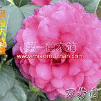 貝拉大玫瑰