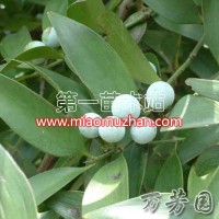 竹柏