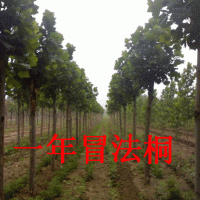 造型法桐