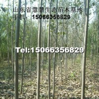 三倍體毛白楊