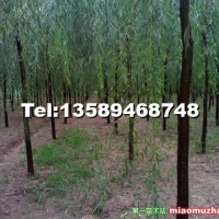 青垂