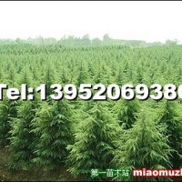 雪松
