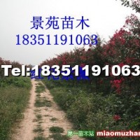 紫薇