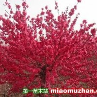 叢生紫薇
