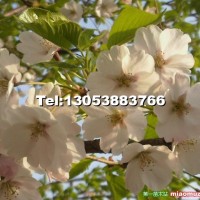 櫻花