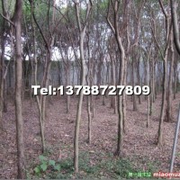 小葉榕